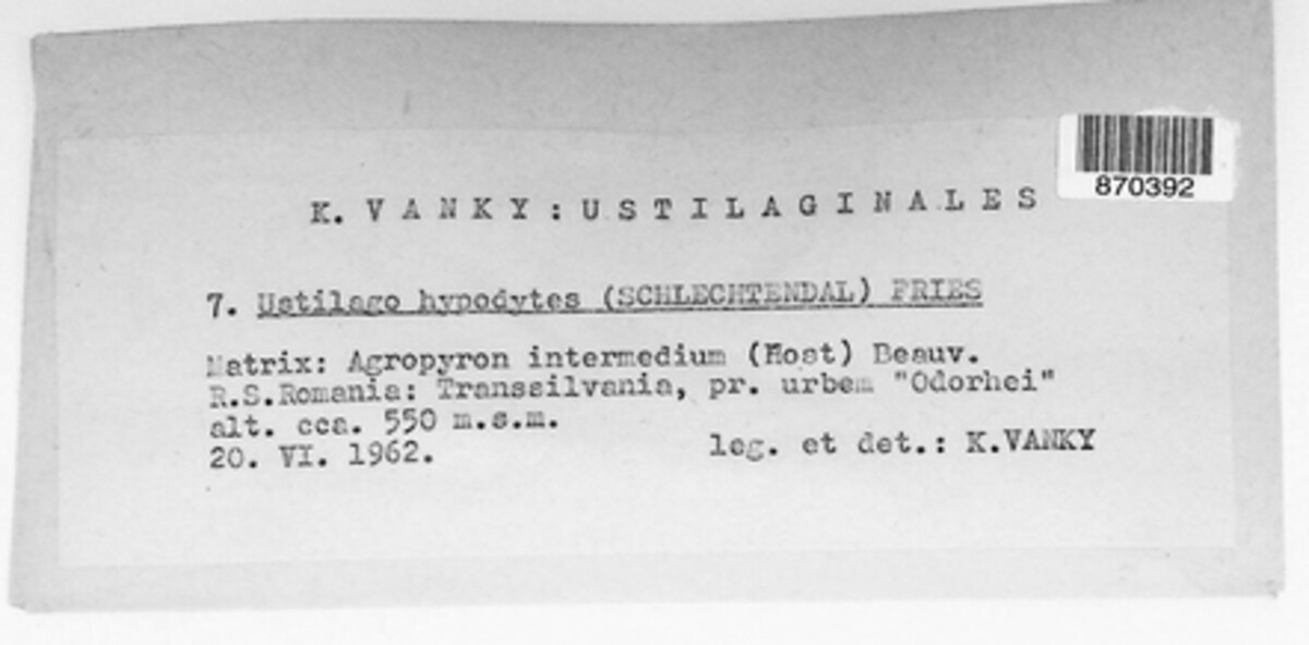 Tranzscheliella image